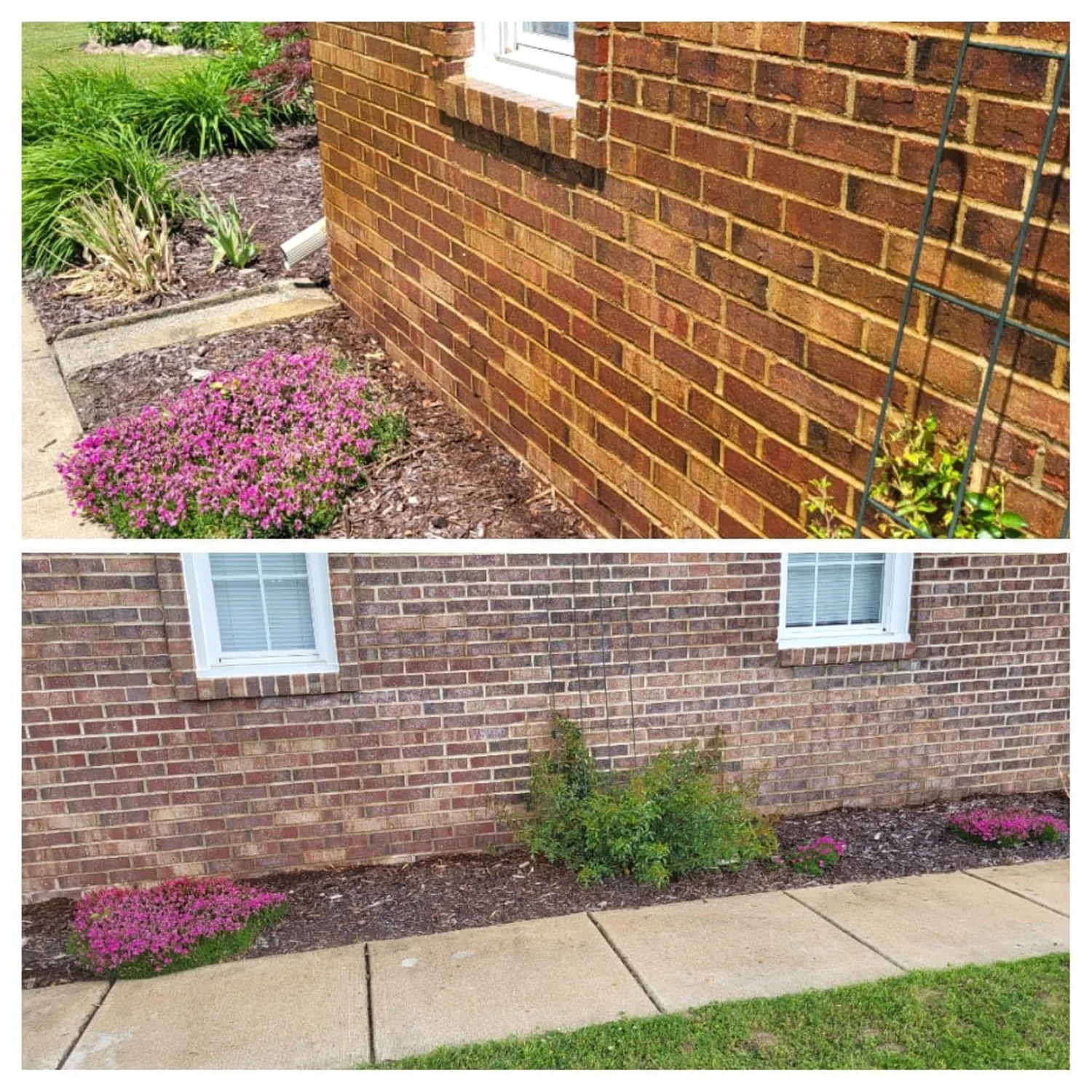 A brick base course and the concrete walkway alongside it, cleaned, with the planting bed left undisturbed.
